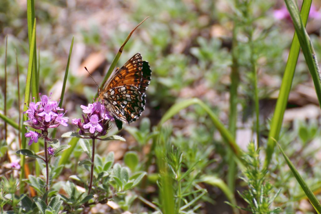 Melitaea diamina o athalia? M. diamina - Nymphalidae